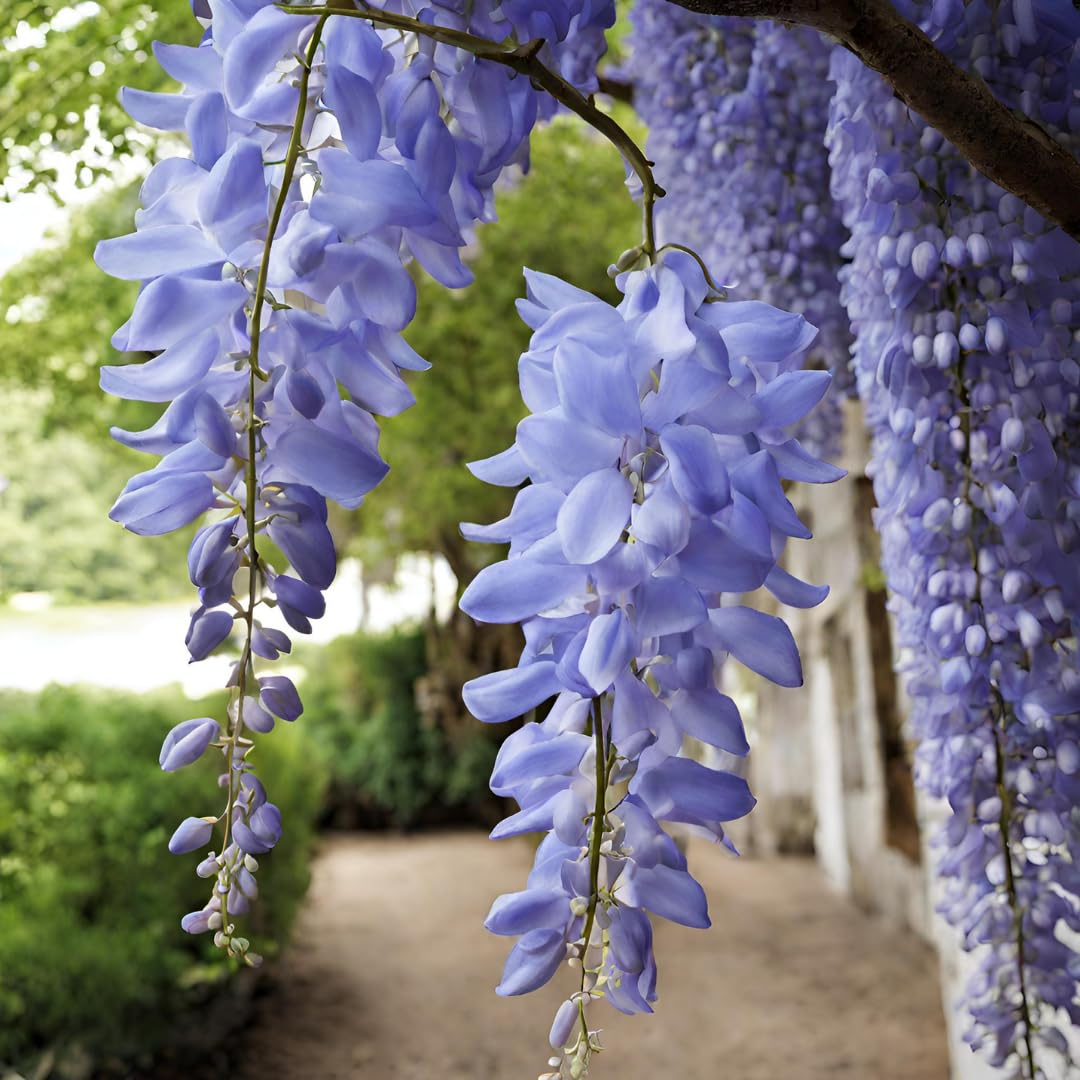 American Wisteria (Wisteria frutescens) Flower Seeds for Planting, 100 pcs