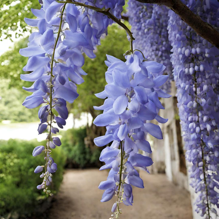 Amerikansk Wisteria (Wisteria frutescens) Blomsterfrø til plantning, 100 stk.