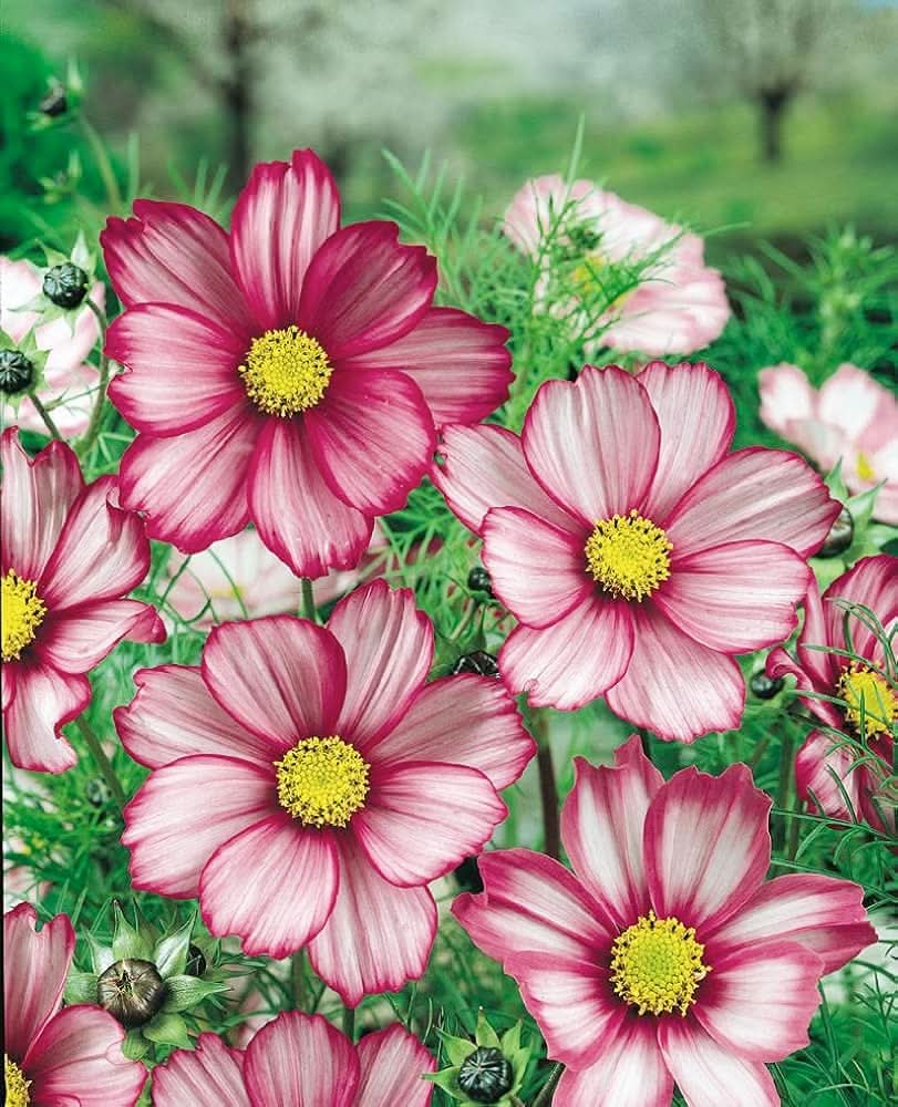 cosmos candy flower seeds
