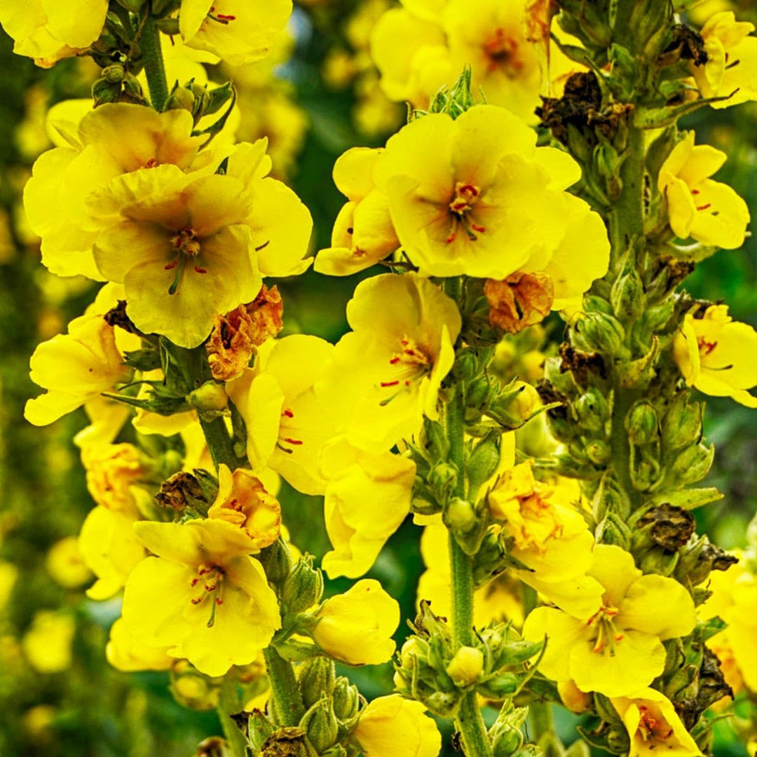yellow mullein flower seeds