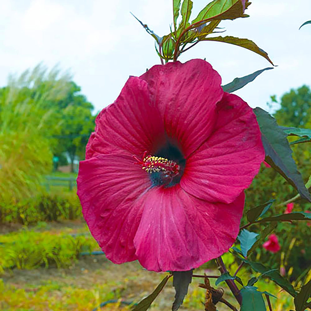 hibiscus moscheutos flower seeds