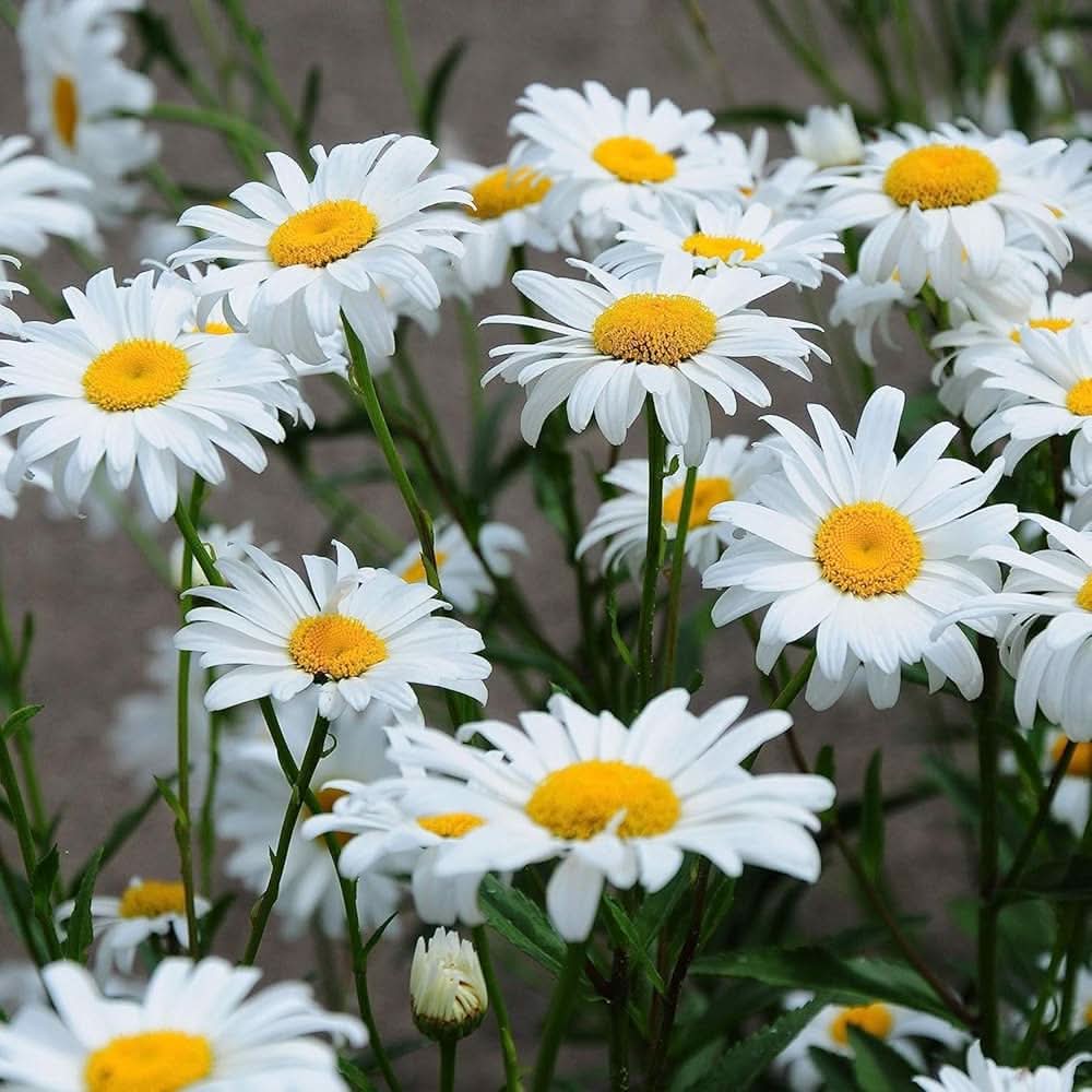 daisy chrysanthemum flower seeds