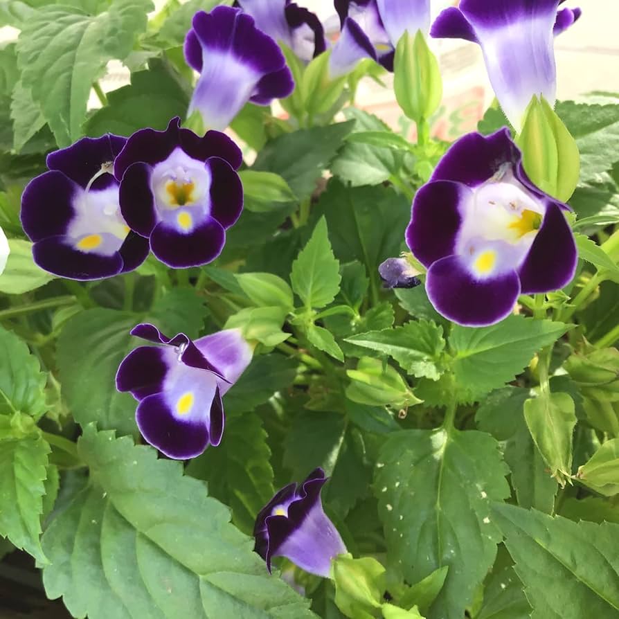 wishbone flower flower seeds