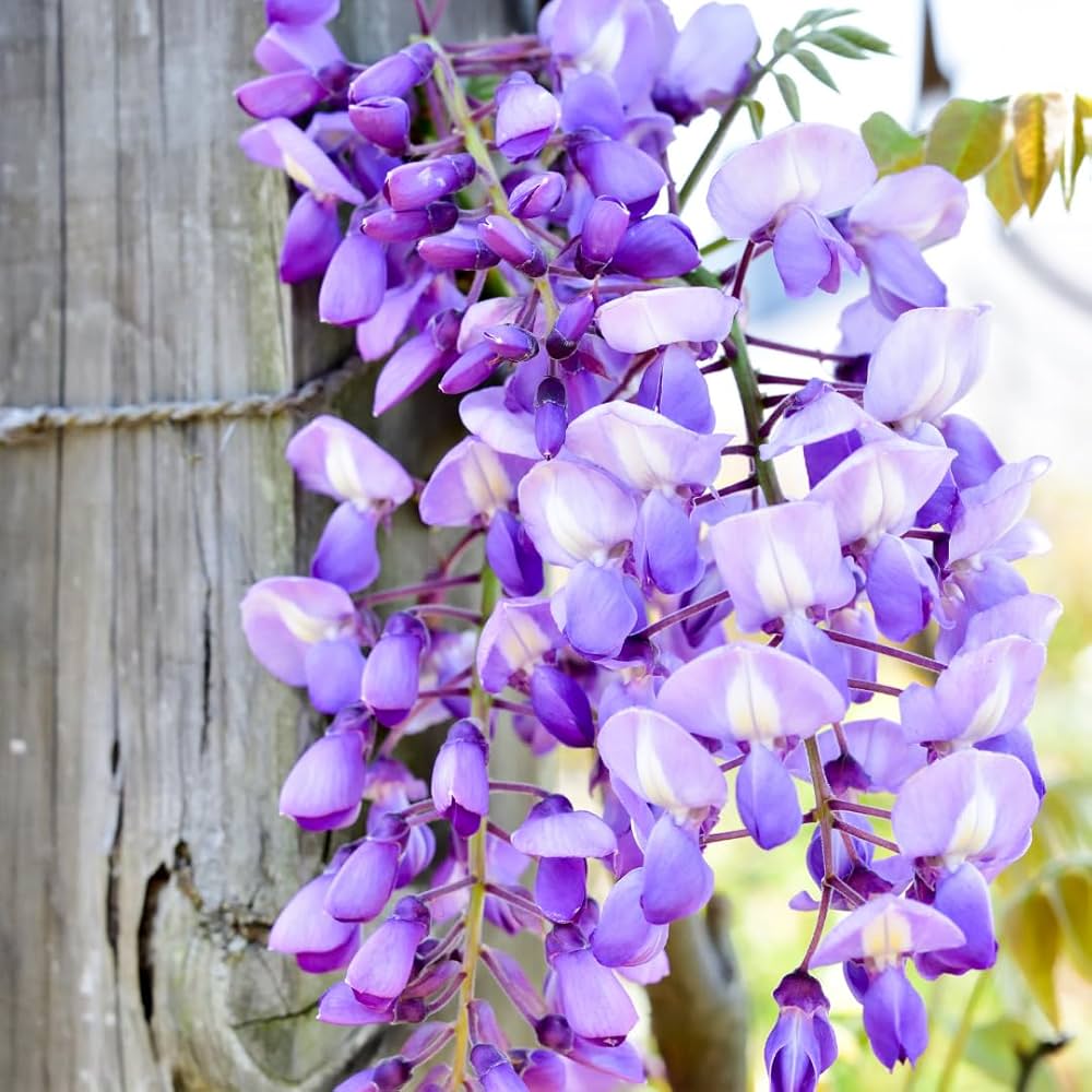 purple brown flower seeds