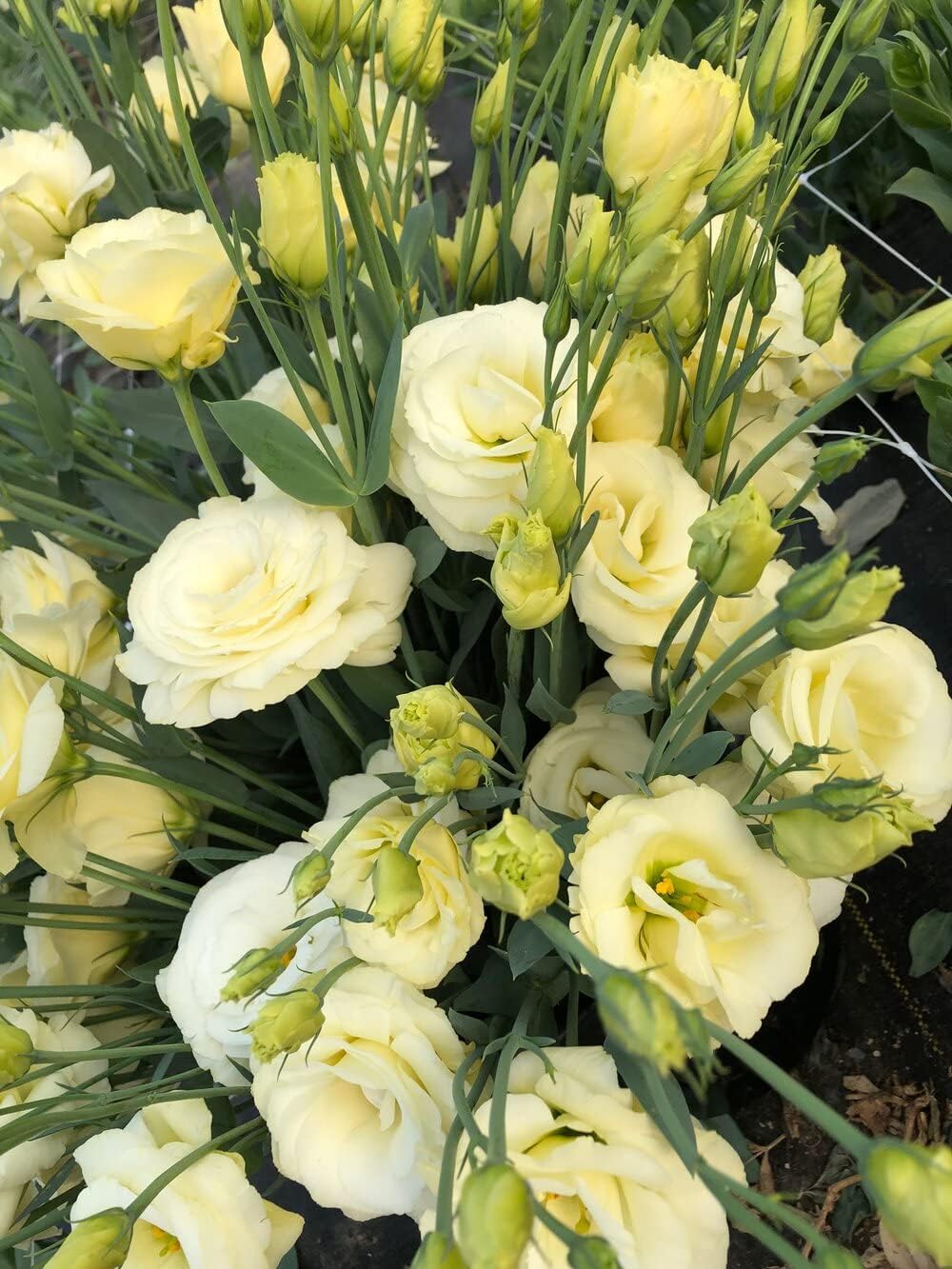 yellow light flower seeds