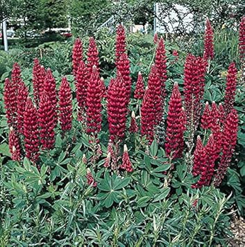 maroon lupine flower seeds
