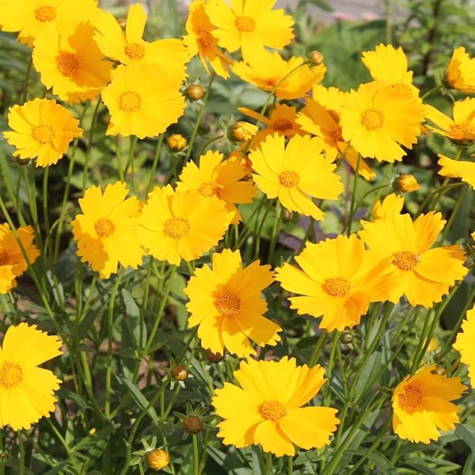 Yellow Coreopsis Flower Seeds for Planting, Fresh and Vibrant, 100 pcs