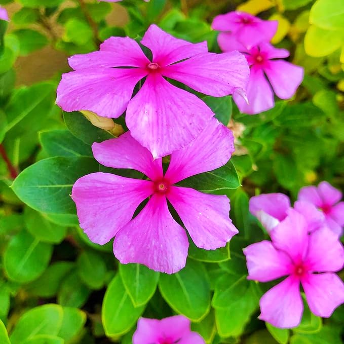 Organic Heirloom Non-GMO Vinca Seeds for Planting – Fresh Vibrant Garden Blooms