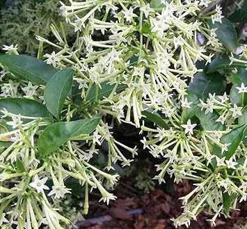 nocturnum flower flower seeds