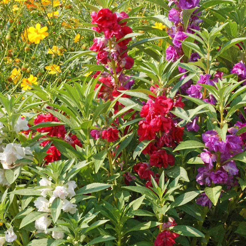 Mixed Balsam Flower Seeds - 100 pcs