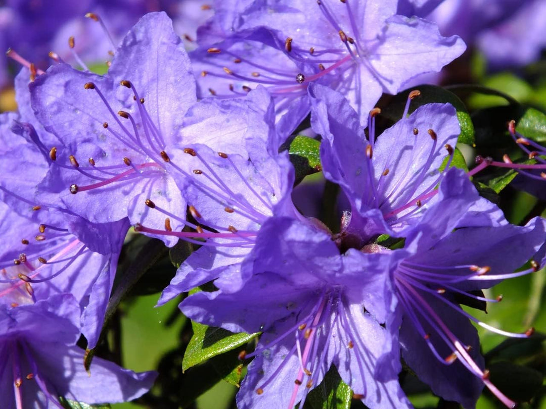 purple azalea flower seeds