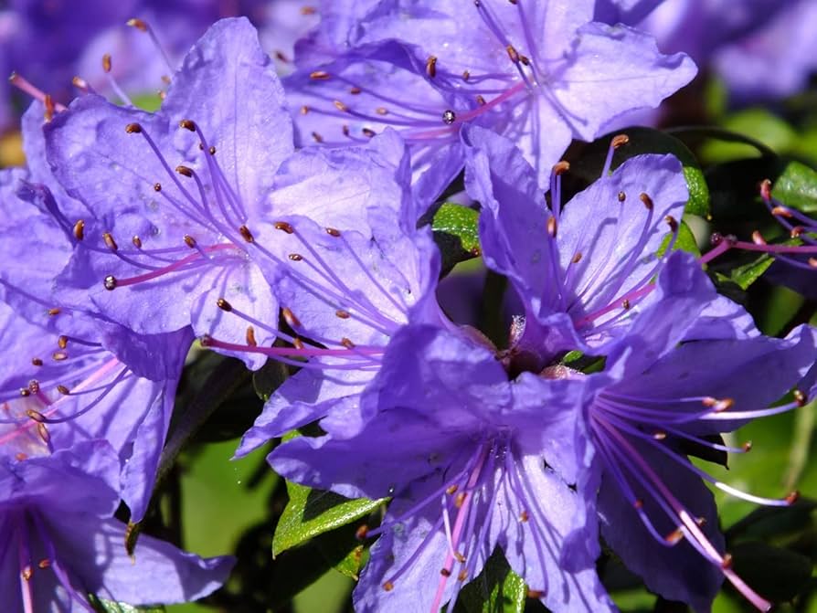 Lilla Azalea Blomsterfrø til udplantning - 100 stk