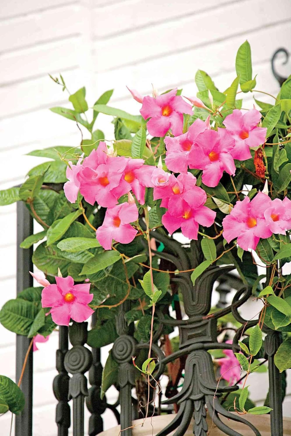 Flower Seeds, Seeds for Planting, Plant Seeds