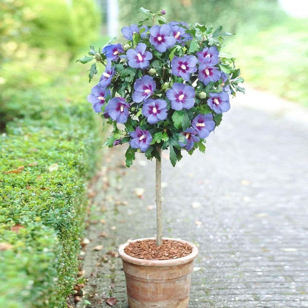 blue blue flower seeds