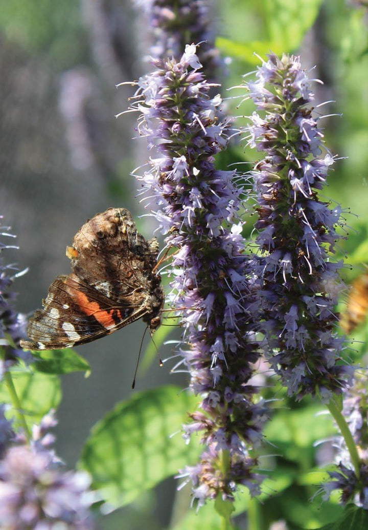 Flower Seeds, Seeds for Planting, Plant Seeds