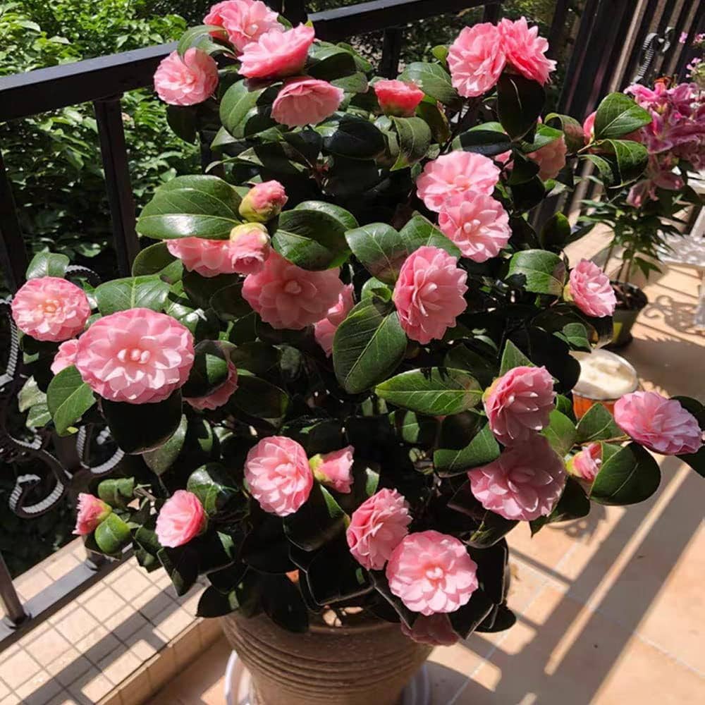 Heirloom Non-GMO Camellia Flower Seeds for Planting – Elegant Evergreen Garden Blooms, High Germination