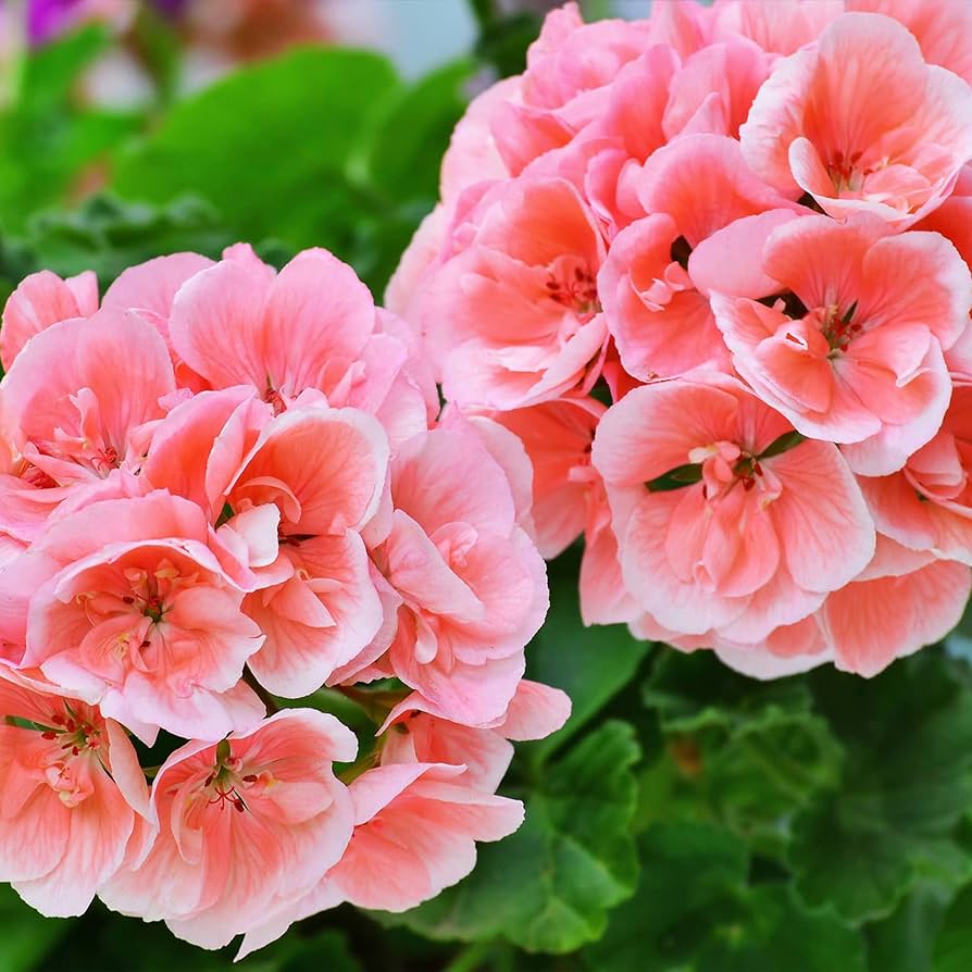 geranium pelargonium flower seeds