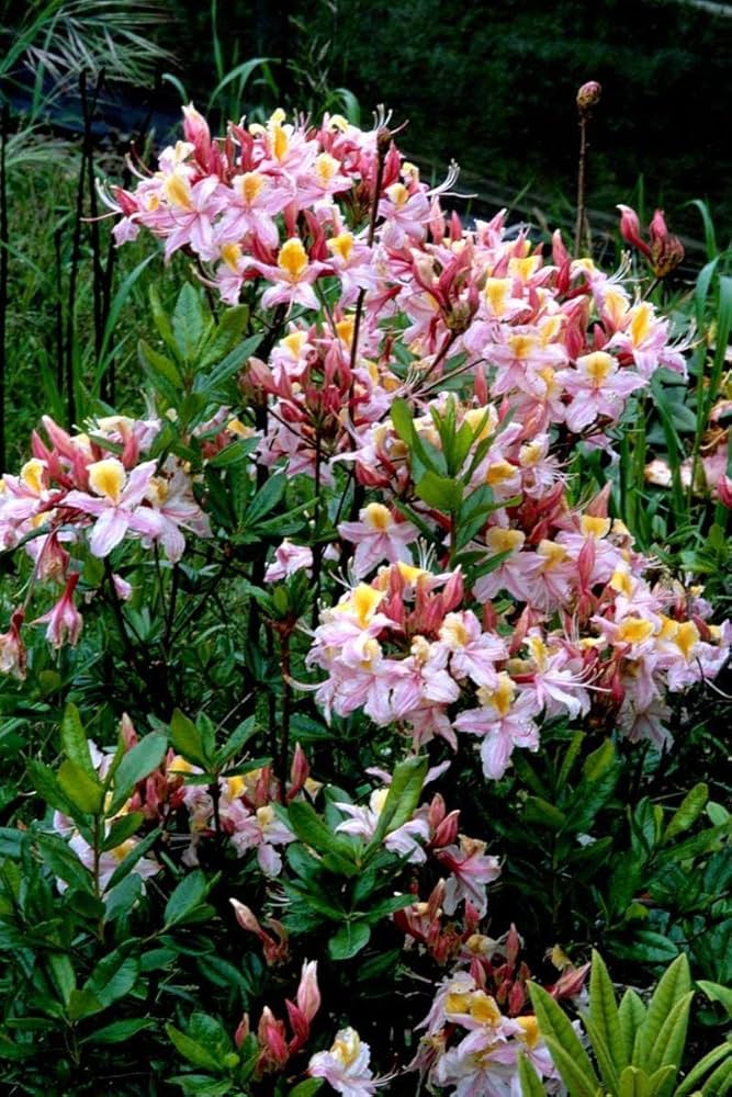 Heirloom Non-GMO Western Azalea Flower Seeds for Planting – Fragrant Rhododendron Occidentale Seeds for Pollinator Gardens