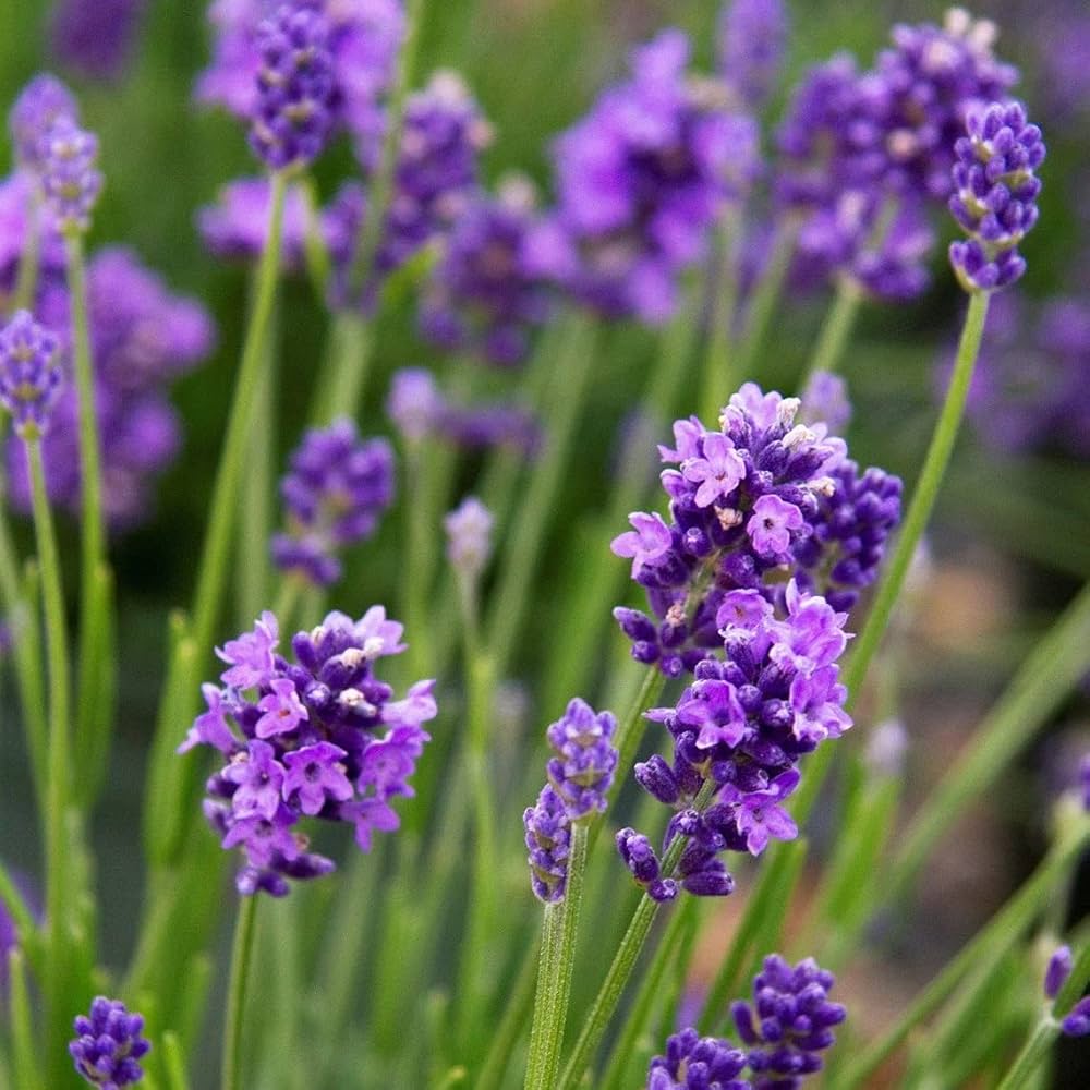 Heirloom Non-GMO Lavender Flower Seeds for Planting – Fragrant Blooming Garden Seeds