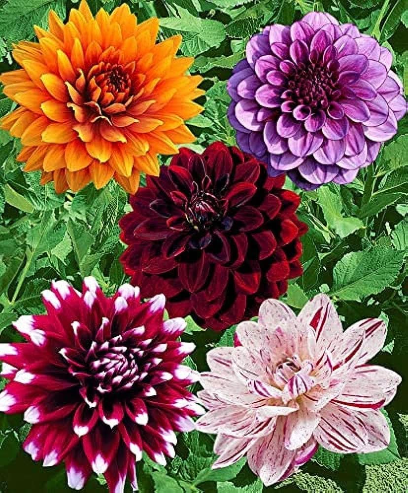dahlia miniature flower seeds