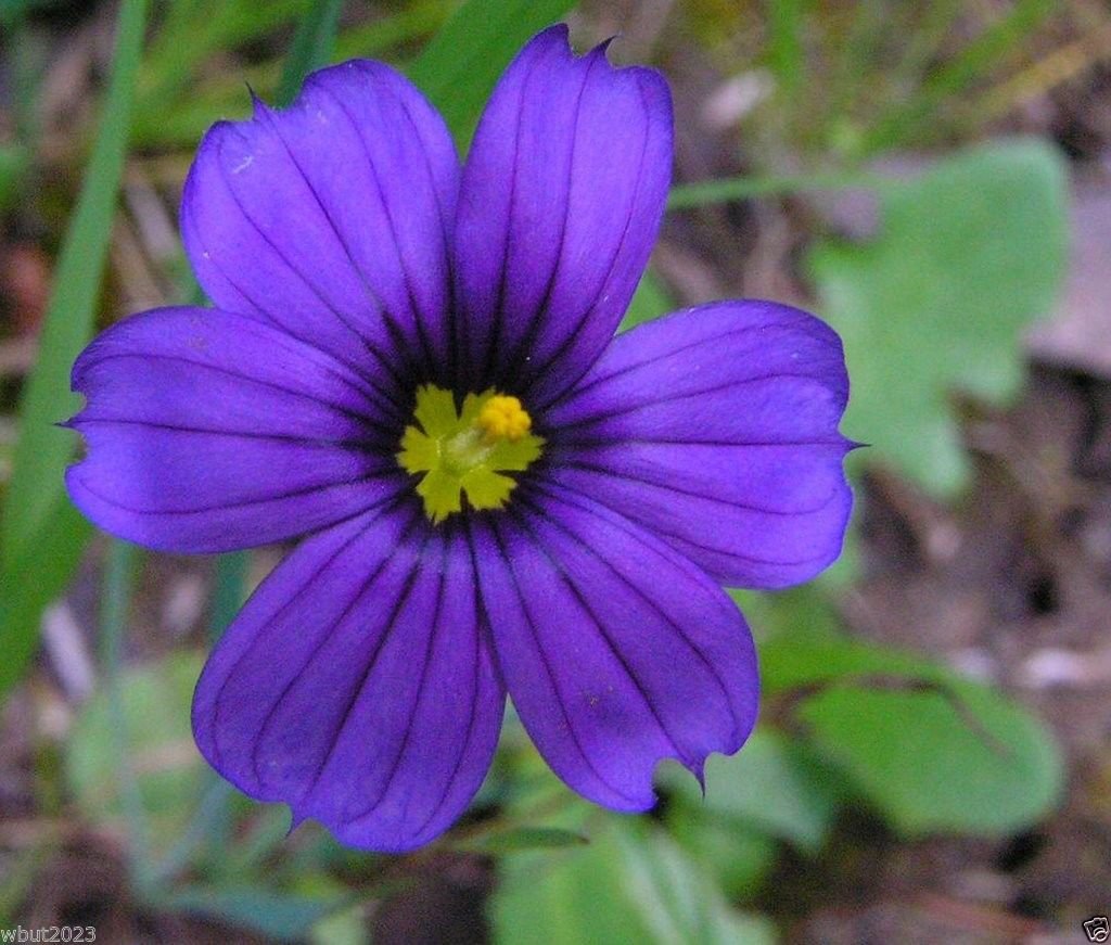 sisyrinchium bellum flower seeds