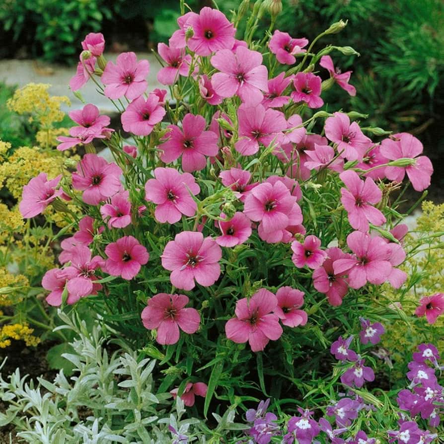 viscaria blauer flower seeds
