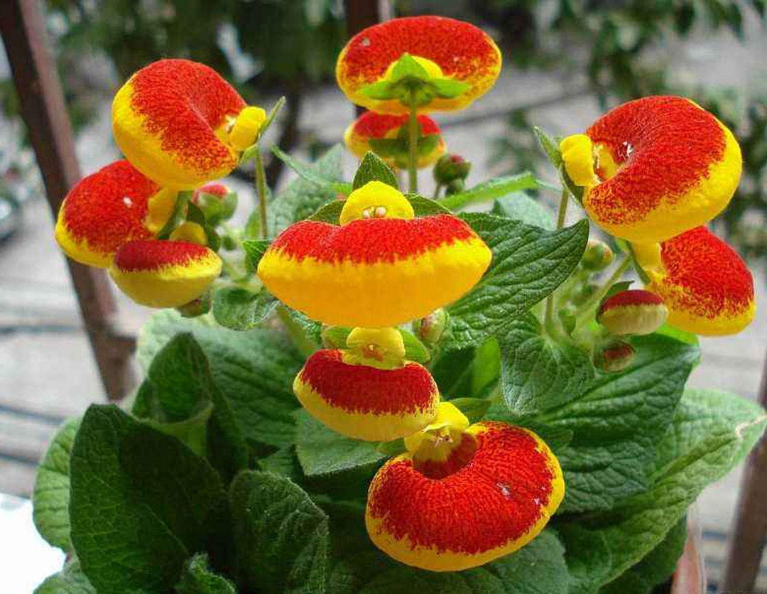 Heirloom Non-GMO Calceolarias Flower Seeds – Uniquely Shaped Blooms & Garden Planting