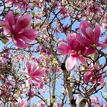 soulangiana flower flower seeds