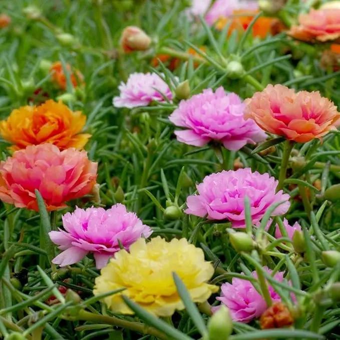 mixed mexican flower seeds
