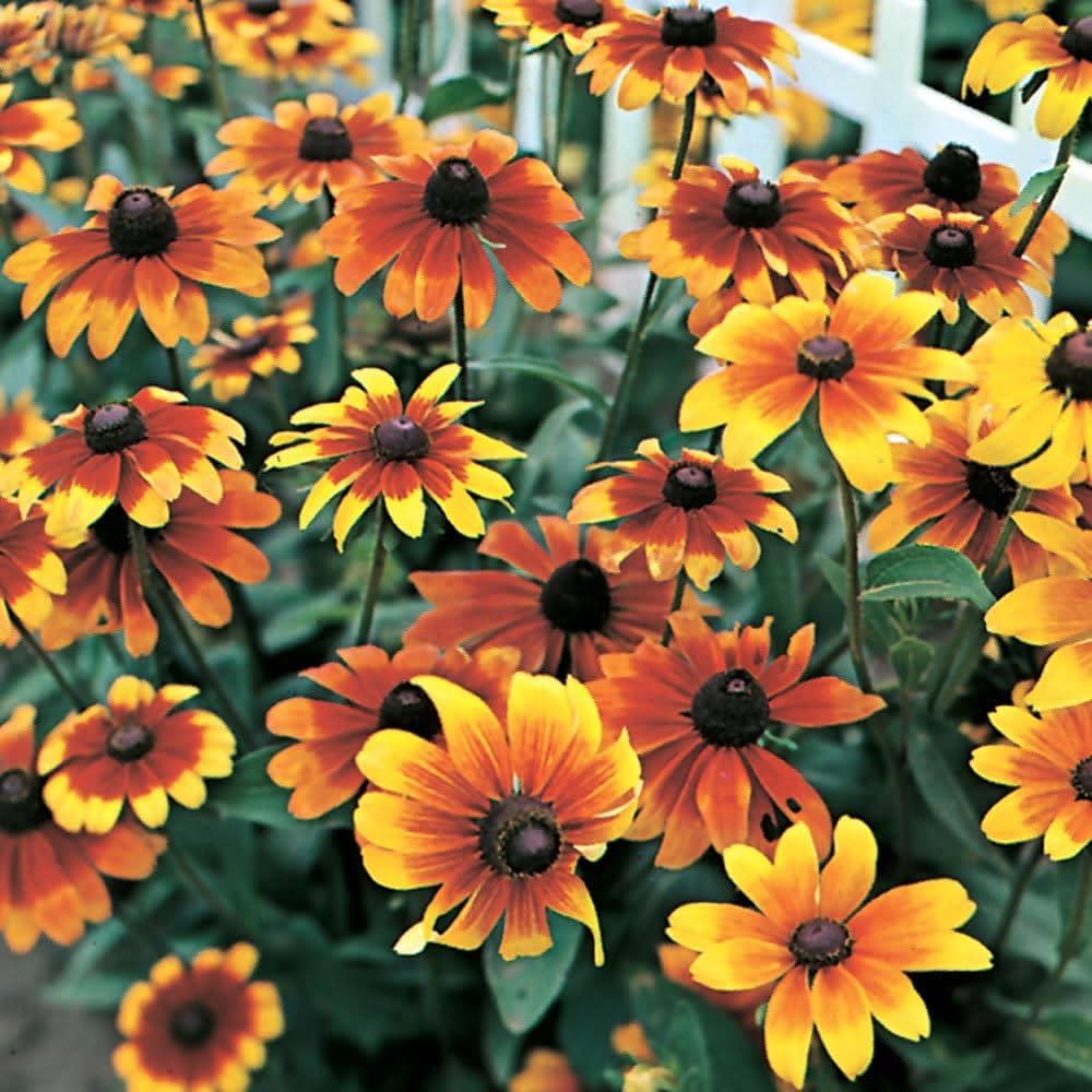 Orange Rudbeckia Flower Seeds for Planting - 100 pcs