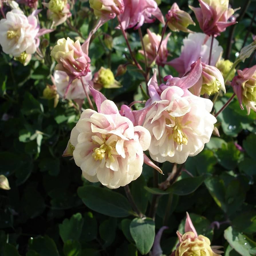 aquilegia winky flower seeds
