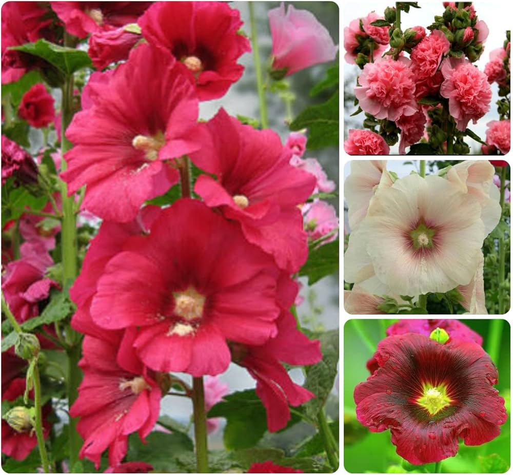 hollyhock alcea flower seeds