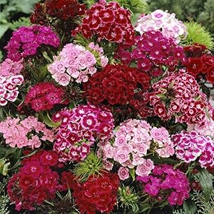 dolce william flower seeds