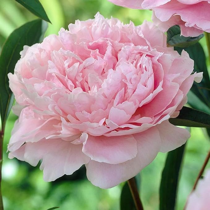Pink Elegant Peony Flower Bonsai Potted Plants Flower Seeds Home Garden Planting,