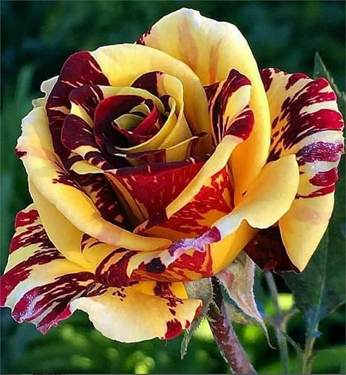 roses seeds for sale Rare Dragon Rose Plant Seeds for Planting Yellow Blooms Non-GMO Heirlo – Neeraseeds