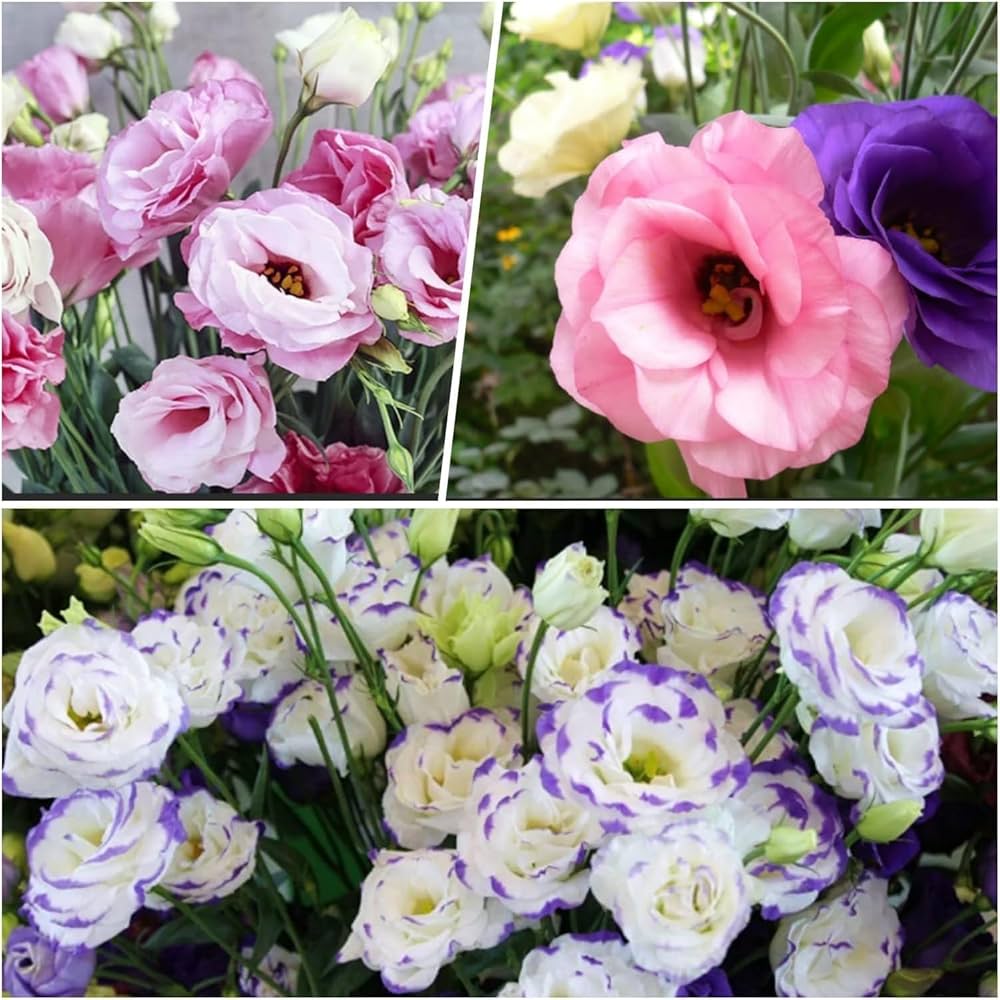 eustoma eustoma flower seeds