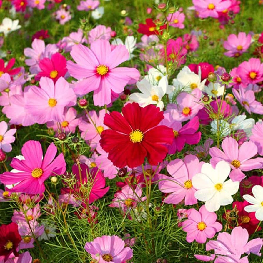 galsang indoor flower seeds