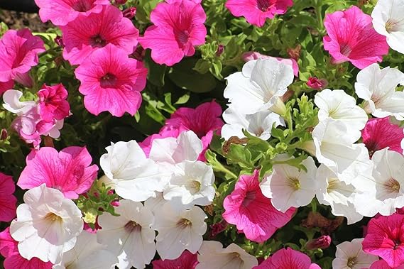 petunia flutwelle flower seeds