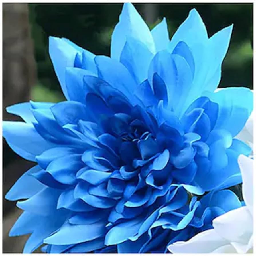 blue dahlia flower seeds