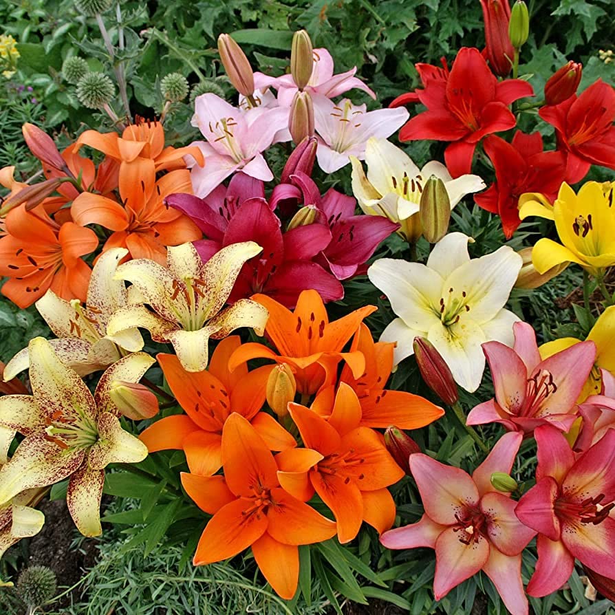 lily lilium flower seeds