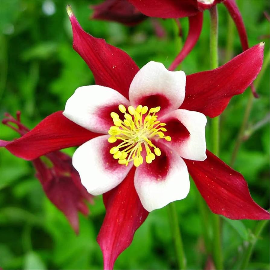 red columbine flower seeds