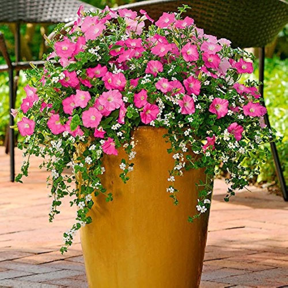 double petals flower seeds