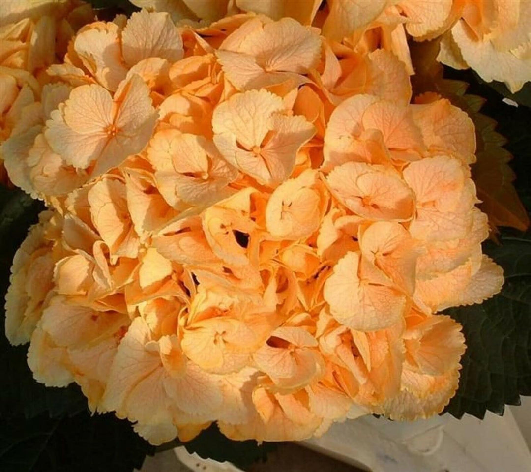 plant hydrangea seeds Heirloom Light Orange Hydrangea Flower Seeds, Non-GMO Vibrant Blooms f – Neeraseeds