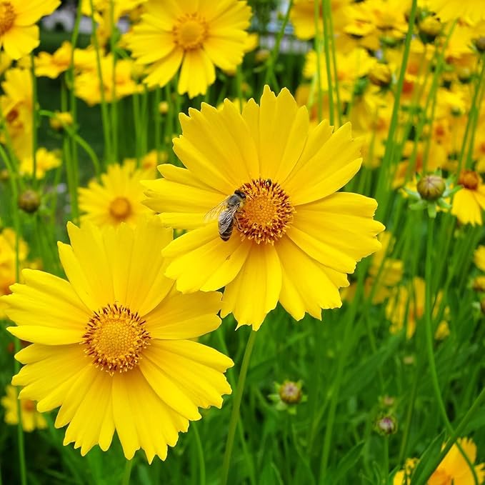 Gule Coreopsis blomsterfrø til udplantning, friske og levende, 100 stk