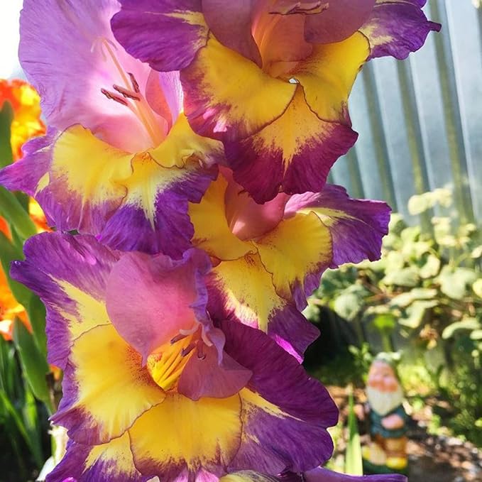 Fresh Gladiolus Flower Seeds for Planting, Purple Yellow 100 pcs