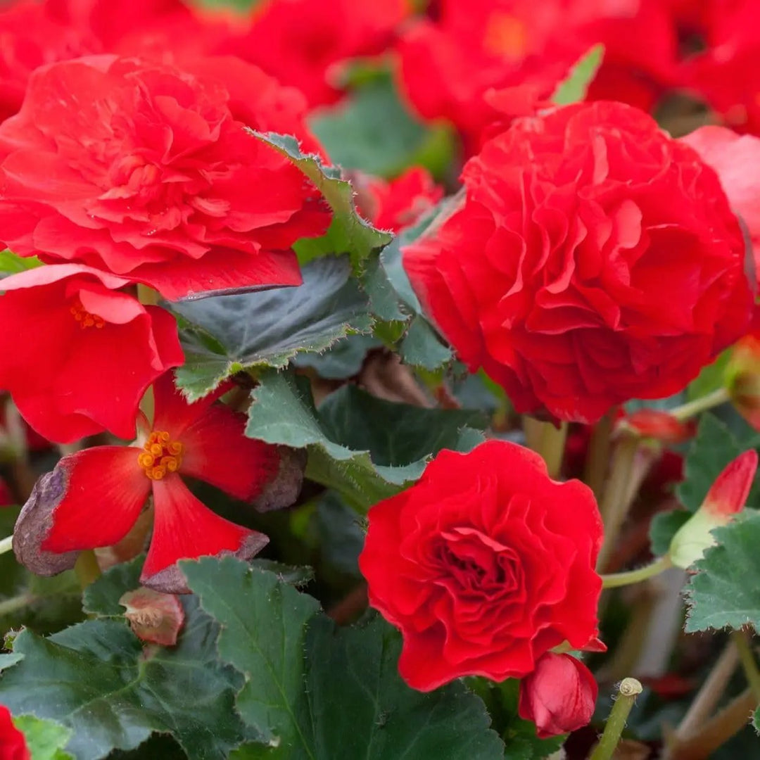 red tuberous flower seeds