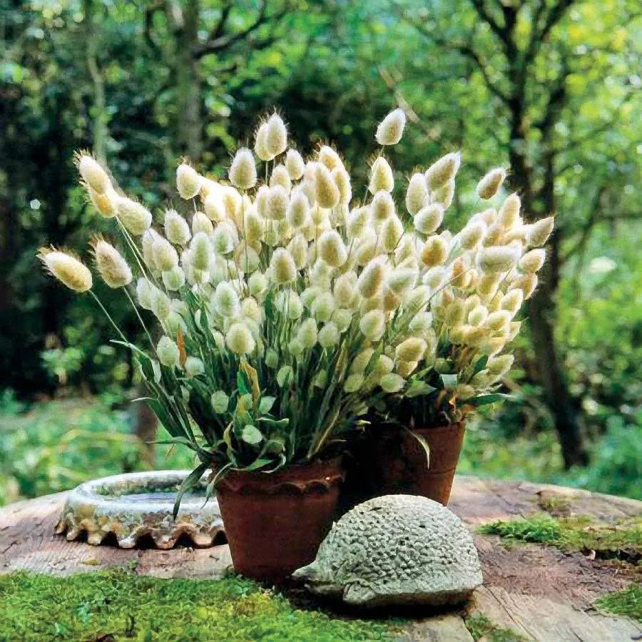 bunny tails flower seeds