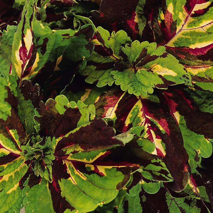 coleus plectranthus flower seeds