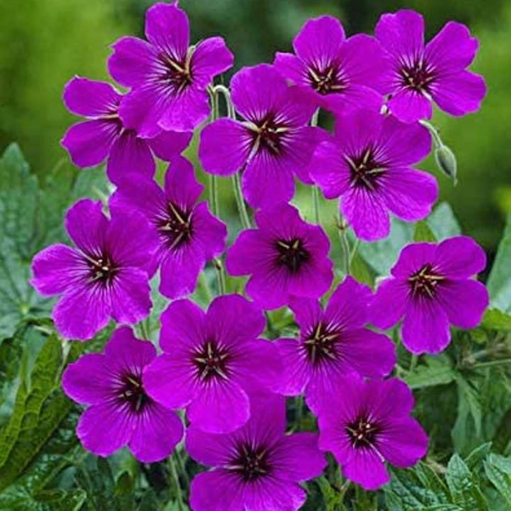 Purple Geranium Flower Seeds for Planting – Heirloom & Non-GMO Organic Garden Seeds, High Germination