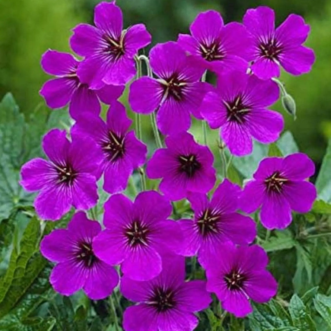 purple geranium flower seeds